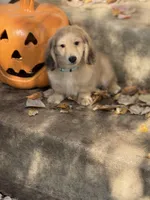 Cream LH George🩵, a male Miniature Dachshund for sale in Plum, PA – Photo 2 of 10