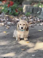 Cream LH George🩵, a male Miniature Dachshund for sale in Plum, PA – Photo 4 of 10