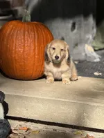 Cream LH George🩵, a male Miniature Dachshund for sale in Plum, PA – Photo 3 of 10