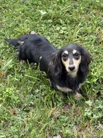 Cream LH George🩵, a male Miniature Dachshund for sale in Plum, PA – Photo 10 of 10