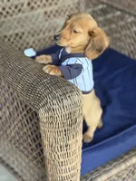 Copper, a male Miniature Dachshund for sale in Plum, PA – Photo 2 of 10