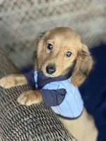 Copper, a male Miniature Dachshund for sale in Plum, PA – Photo 3 of 10