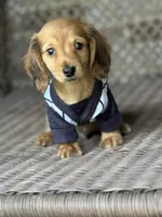 Copper, a male Miniature Dachshund for sale in Plum, PA – Photo 7 of 10