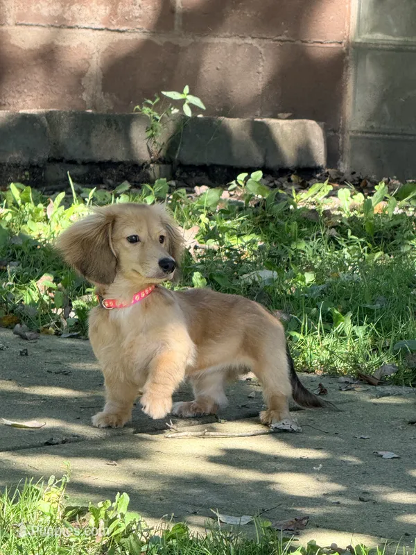 💕Paisley💕 – Miniature Dachshund puppy for sale in Plum, PA