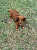 🩵Charley🩵, a male Miniature Dachshund for sale in Plum, PA – 7 of 7