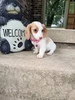 🩷Daisy🩷, a female Miniature Dachshund for sale in Plum, PA – 3 of 10