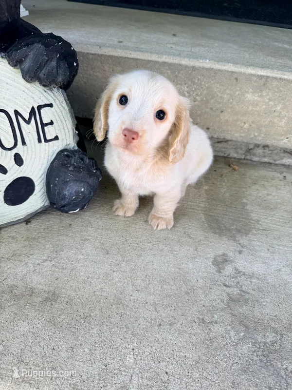 💚Fozzy💚 – Miniature Dachshund puppy for sale in Plum, PA