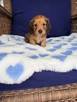 🩵Walter”, a male Miniature Dachshund for sale in Plum, PA – Photo 2 of 4