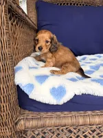 🩵Walter”, a male Miniature Dachshund for sale in Plum, PA – Photo 4 of 4
