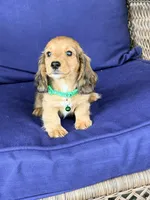 🩵Walter”, a male Miniature Dachshund for sale in Plum, PA – Photo 6 of 9