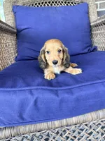🩵Walter”, a male Miniature Dachshund for sale in Plum, PA – Photo 4 of 9