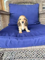 🩵Walter”, a male Miniature Dachshund for sale in Plum, PA – Photo 2 of 9