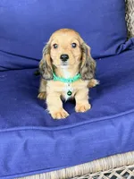 🩵Walter”, a male Miniature Dachshund for sale in Plum, PA – Photo 1 of 9