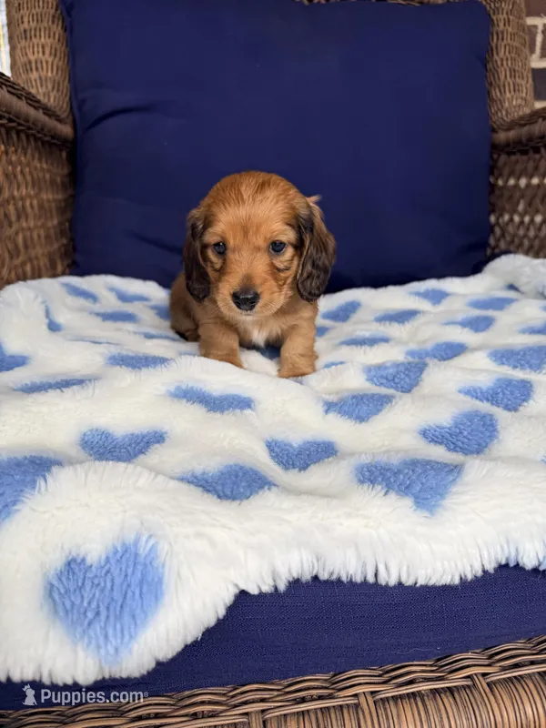 🩵Walter” – Miniature Dachshund puppy for sale in Plum, PA