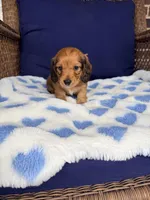 🩵Walter”, a male Miniature Dachshund for sale in Plum, PA – Photo 1 of 4