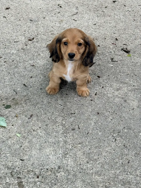 🩵Walter” – Miniature Dachshund puppy for sale in Plum, PA