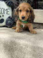 🩵Walter”, a male Miniature Dachshund for sale in Plum, PA – Photo 3 of 9