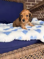 🩵Walter”, a male Miniature Dachshund for sale in Plum, PA – Photo 3 of 4