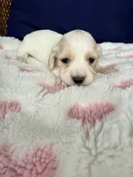 🩷Armani🩷, a female Miniature Dachshund for sale in Plum, PA – Photo 3 of 6