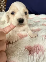 🩷Armani🩷, a female Miniature Dachshund for sale in Plum, PA – Photo 5 of 6