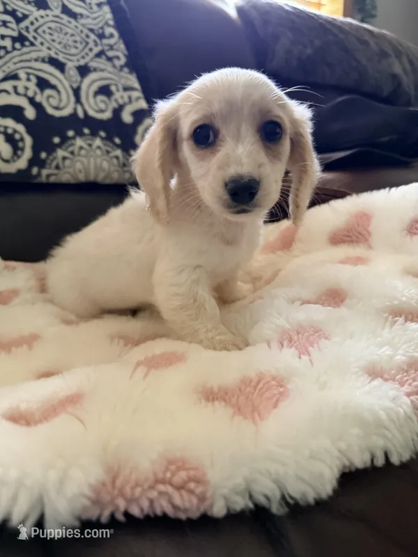 🩷Armani🩷 – Miniature Dachshund puppy for sale in Plum, PA
