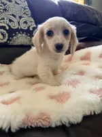 🩷Armani🩷, a female Miniature Dachshund for sale in Plum, PA – 5 of 10