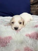 🩷Armani🩷, a female Miniature Dachshund for sale in Plum, PA – Photo 4 of 6