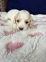 🩷Armani🩷, a female Miniature Dachshund for sale in Plum, PA – Photo 2 of 6