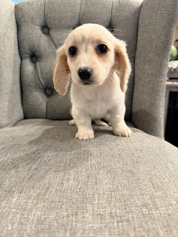 🩷Armani🩷 – Miniature Dachshund puppy for sale in Plum, PA