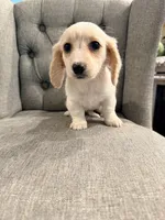 🩷Armani🩷, a female Miniature Dachshund for sale in Plum, PA – 6 of 10