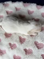 🩷Armani🩷, a female Miniature Dachshund for sale in Plum, PA – Photo 6 of 6