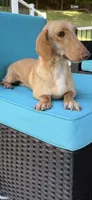 🩷Armani🩷, a female Miniature Dachshund for sale in Plum, PA – 9 of 10