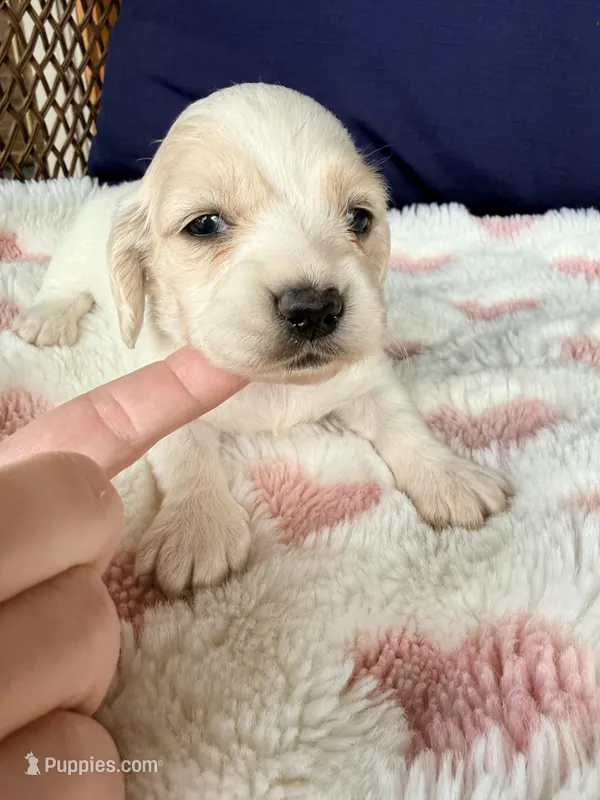 🩷Armani🩷 – Miniature Dachshund puppy for sale in Plum, PA