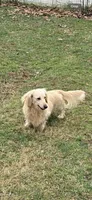 🩷Armani🩷, a female Miniature Dachshund for sale in Plum, PA – 10 of 10
