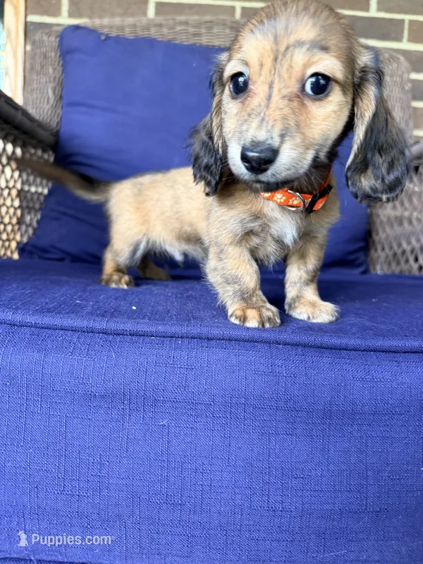 💙Luey💙 – Miniature Dachshund puppy for sale in Plum, PA