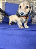 💙Luey💙, a male Miniature Dachshund for sale in Plum, PA – 4 of 10