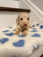 💚Fozzy💚, a male Miniature Dachshund for sale in Plum, PA – 1 of 8