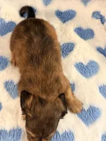 🩵Duey🩵, a male Miniature Dachshund for sale in Plum, PA – 2 of 4