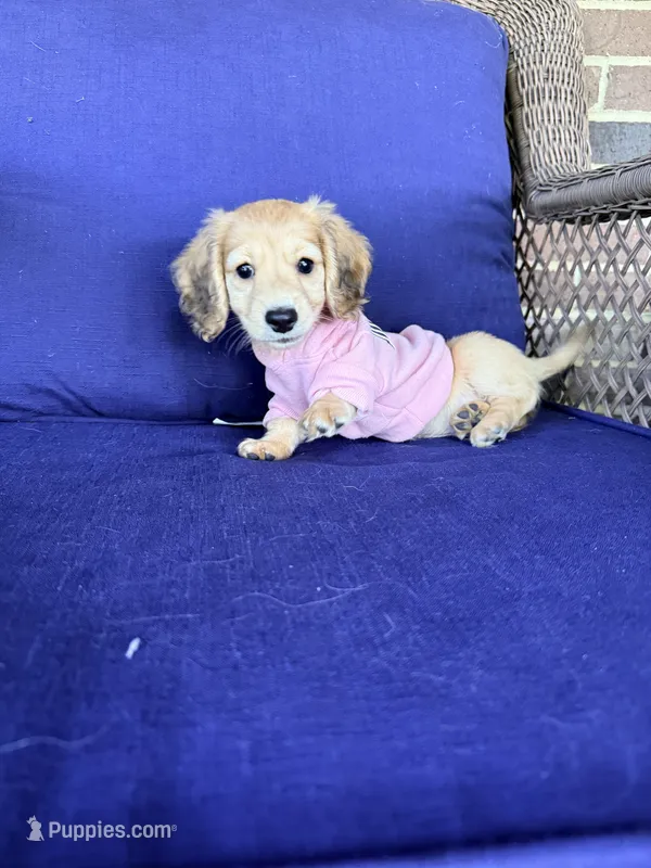 🩷 Dolly🩷 – Miniature Dachshund puppy for sale in Plum, PA