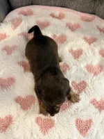 💜Webby💜, a female Miniature Dachshund for sale in Plum, PA – 3 of 4