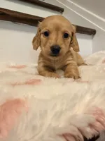 💜Penny💜, a female Miniature Dachshund for sale in Plum, PA – 2 of 6
