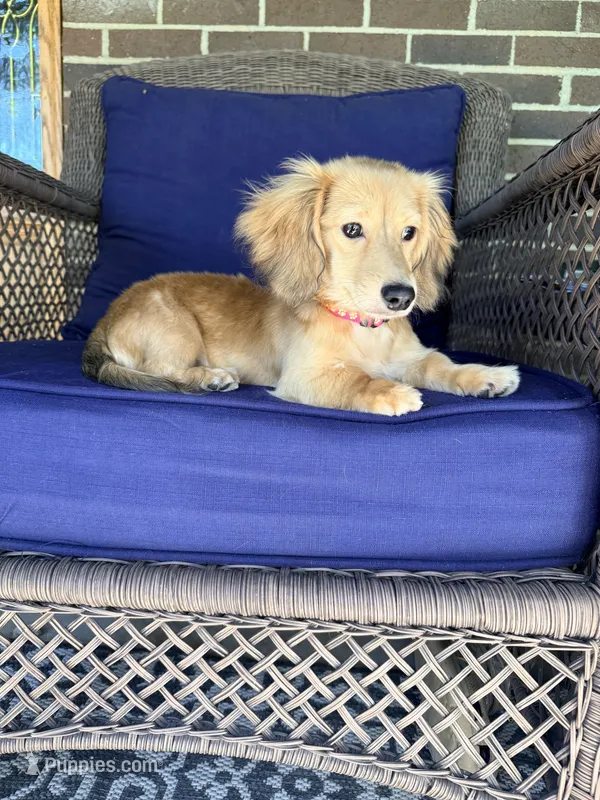 💕Paisley💕 – Miniature Dachshund puppy for sale in Plum, PA