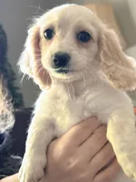 🩷Armani🩷, a female Miniature Dachshund for sale in Plum, PA – 2 of 10