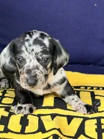 💙Smokey💙, a male Miniature Dachshund for sale in Plum, PA – 8 of 10