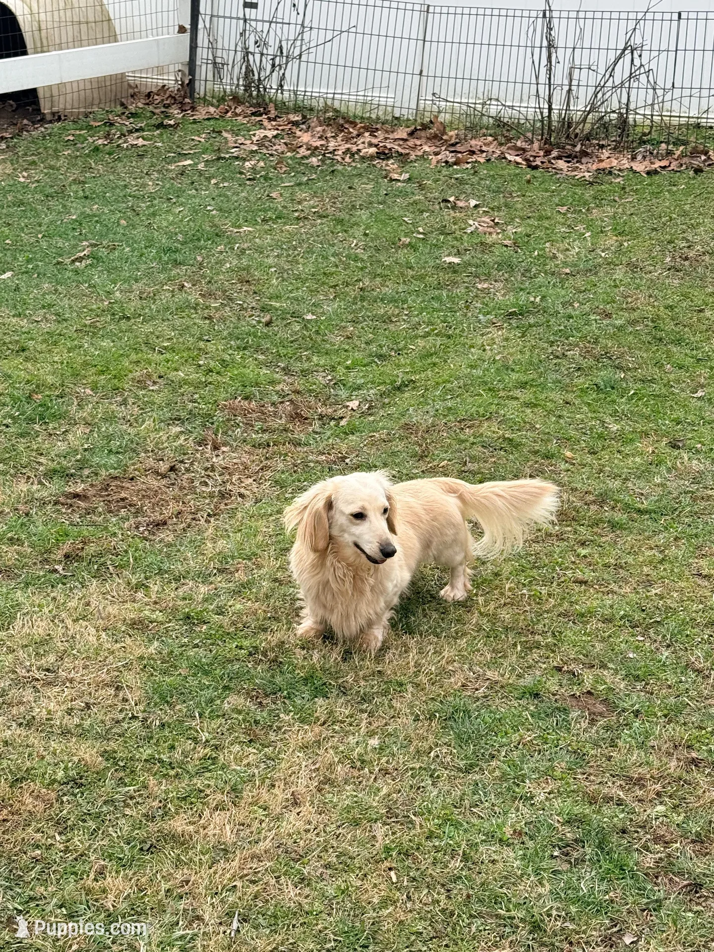 💙Waylon💙, a male Miniature Dachshund for sale in Plum, PA – Photo 5 of 6