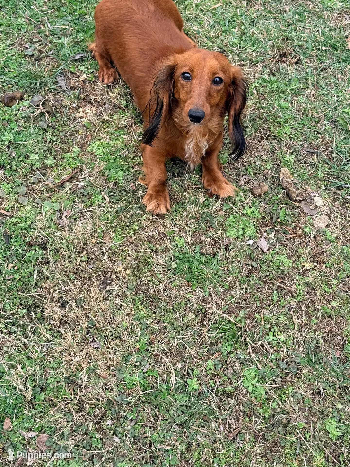 💙Chip💙, a male Miniature Dachshund for sale in Plum, PA – 7 of 7