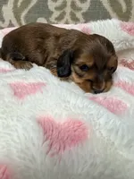 🩷Clara🩷, a female Miniature Dachshund for sale in Plum, PA – 3 of 5