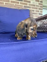 ❤️Maisy❤️, a female Miniature Dachshund for sale in Plum, PA – 6 of 10