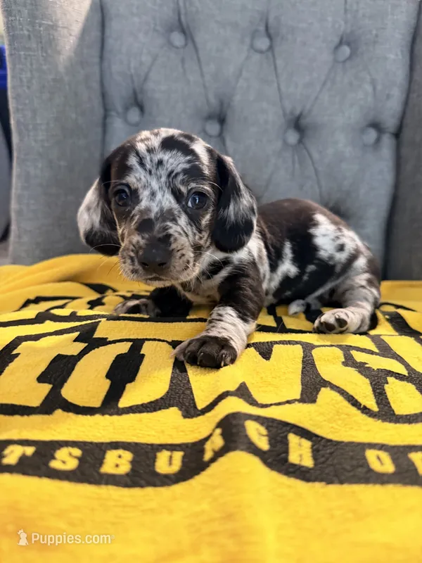 💙Smokey💙 – Miniature Dachshund puppy for sale in Plum, PA