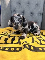💙Smokey💙, a male Miniature Dachshund for sale in Plum, PA – 5 of 10